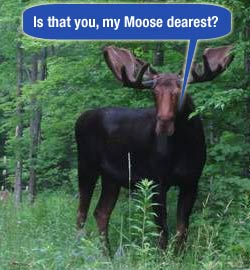 story-moose (20K)